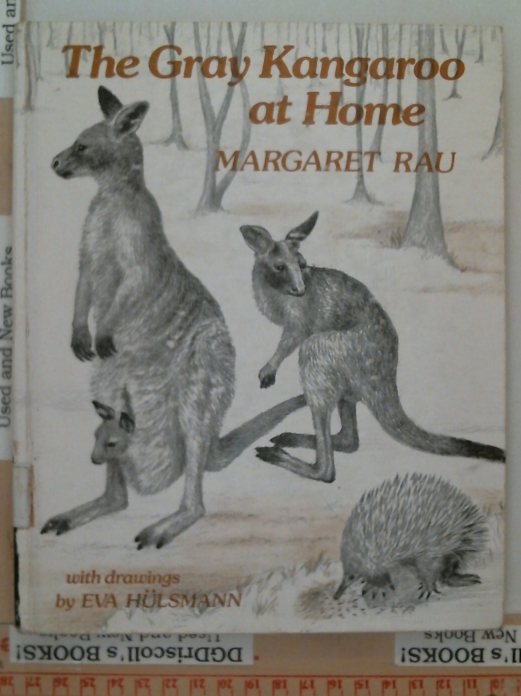 The Gray Kangaroo at Home